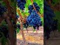 Black sapphire grapes!! #grapevarieties #shorts #fypyoutubeshorts