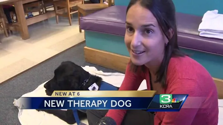 Watching this Sutter therapy dog play with toddler...