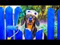 Grandpa's little helper! Cute & funny dachshund dog video!