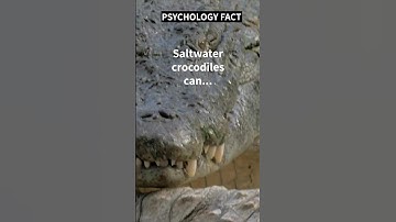 The UGLY TRUTH about Saltwater Crocodiles!!!👀#shorts #shortsvideo #motivation #psychology