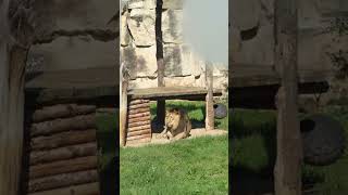 🦁 The Lazy King 🦁 #lion #lionshorts #animals