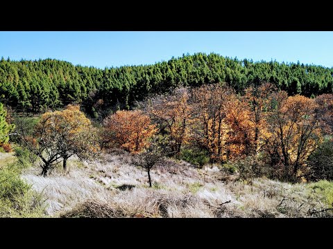 Video: Noble Chestnut - Castanea Sativa