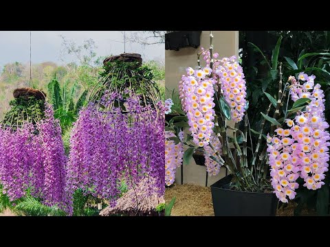 Vídeo: Melhores Jardins De Orquídeas Do Mundo Para Visitar