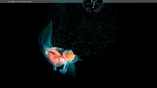Sea angels in love Сахалин. Охотское море. Морские ангелы (Clione limacina) Крылоногие моллюски клионы встречаются только в холодных морях. Для любого дайвера, ныряющего в таких условиях, большая удача встретиться с этим удивительным планктонным животным. Ангелы - монофаги, то есть питаются только животными одного вида, лимацинами или морскими чёртиками. Нам посчастливилось увидеть и снять массовые скопления ангелов, которые спаривались и метали икру.