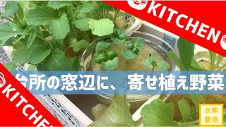 【初心者でも簡単】キッチンによく似合う、おしゃれな野菜の寄せ植え作ってみよう！【水耕栽培#26】