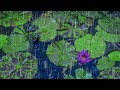 Relaxing Rain Sounds on Lily Pond | Rain Noise &amp; Water Sounds for Sleeping