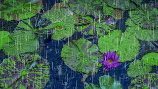 Relaxing Rain Sounds on Lily Pond | Rain Noise & Water Sounds for Sleeping screenshot 5