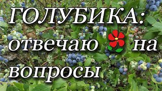 Голубика - часто задаваемые вопросы. Уточнения и объяснения. FAQ