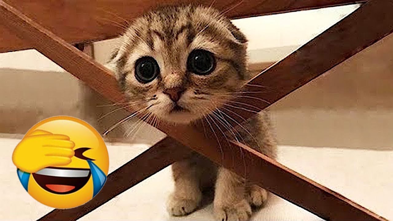 You Laugh You Lose 😹🐶 Funniest Cats and Dogs 2026 🧅 Part #01