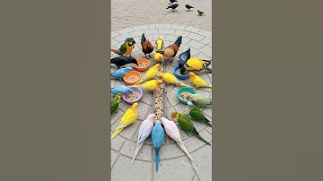 Bird Sound 🦜 Roosters, Crows & Colorful Talking Parrots Eat Together – It Might Make Your Day!