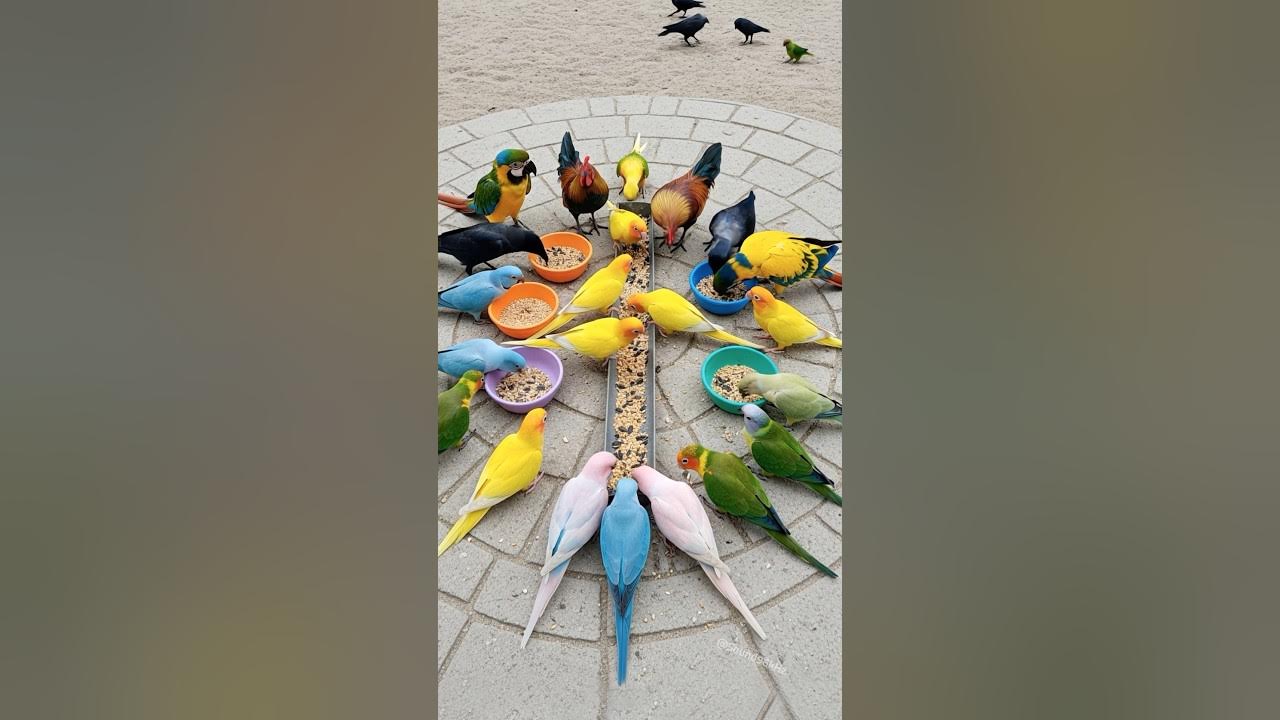 Bird Sound π¦ Roosters, Crows & Colorful Talking Parrots Eat Together β It Might Make Your Day! Bird Sound π¦ Roosters, Crows & Colorful Talking Parrots Eat Together β It Might Make Your Day!