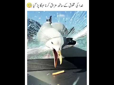 Don T Underestimate The Power Of Seagull Mind 2 Million