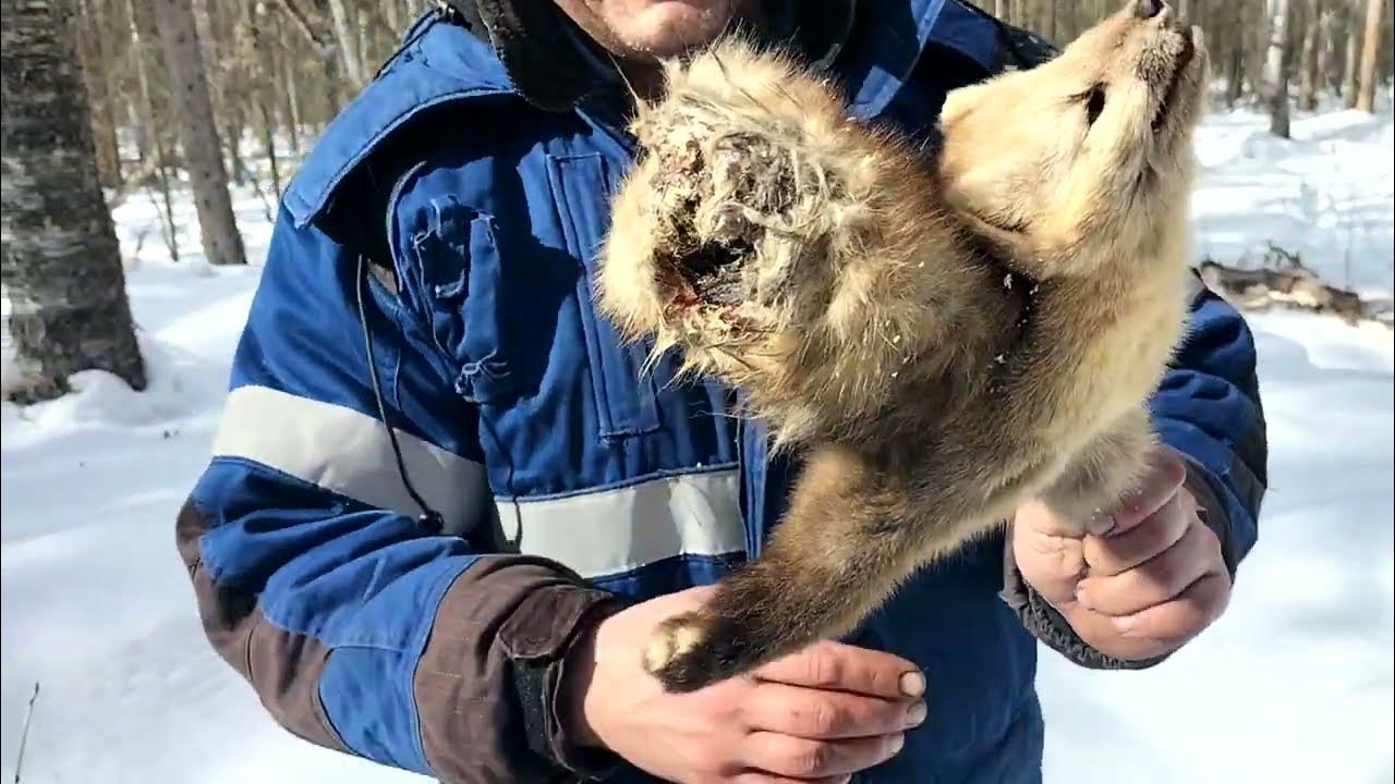 Соболь в. Что ест соболь. Соболь фбк. Соболь бадди. Соболь ролики.
