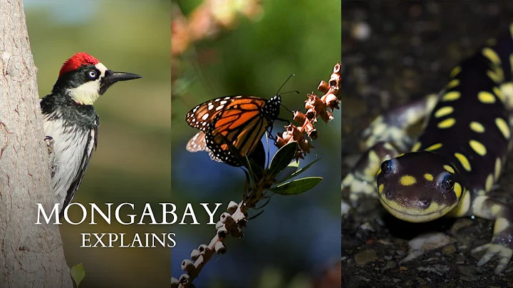 How can climate affect an ecosystem? The case of three species in California #MongabayExplains