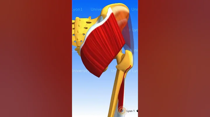 GLUTEAL MUSCLES #muscle #anatomy #humanbody