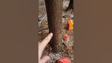 Order in which I will fell the #cedar #trees #vlog #2024 #outdoors #chainsawman #offgrid #snow