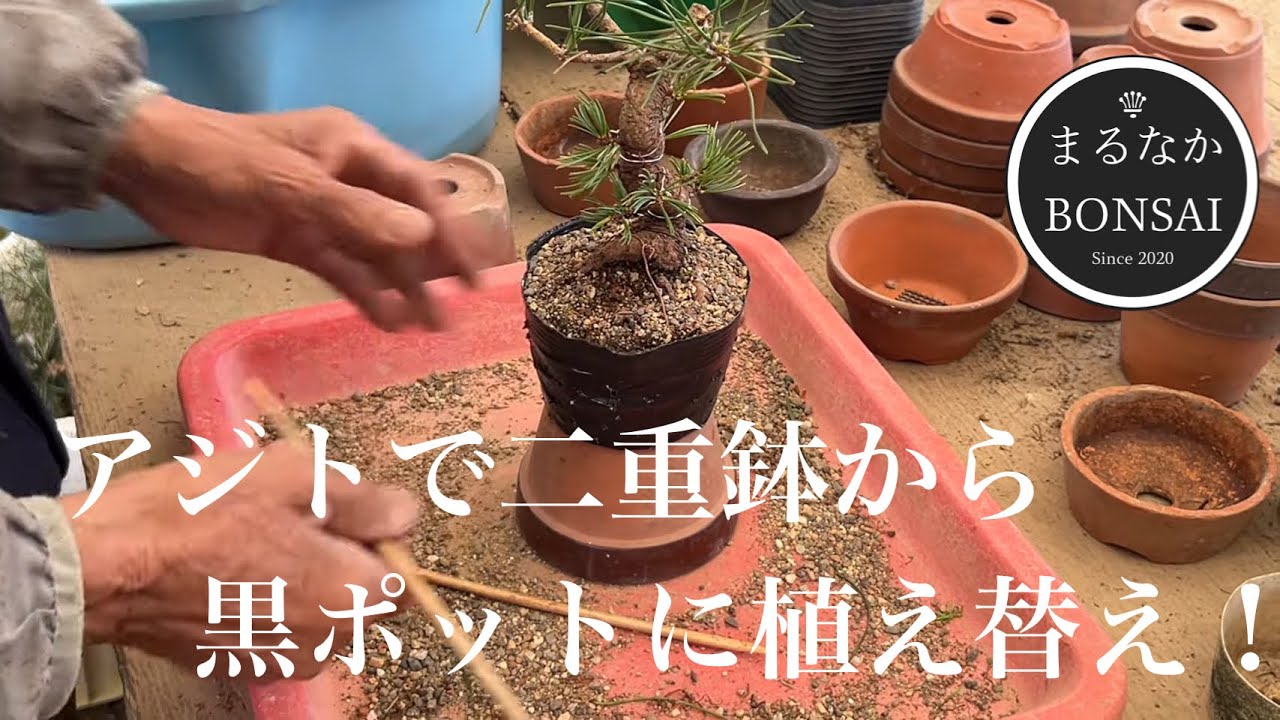 437 Repotting from double pots to black nursery pots at the