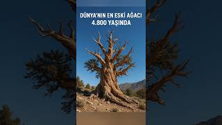 4.800 Yıllık Ağaç: Dünyanın en yaşlı ağacı Metuşelah 🌲 #kısa #ilginçbilgiler #ağaç #shorts #keşfet