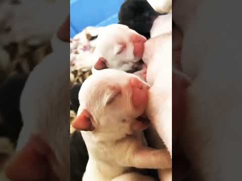 سبحان الخالق هذا خلق الله سبحانه وتعالى مخلوقات عجائب