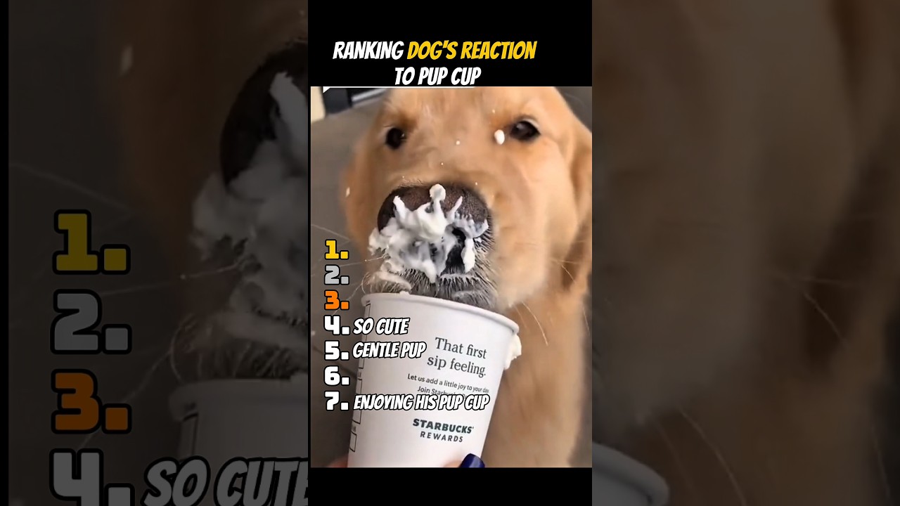 RANKING DOG'S REACTION TO PUP CUP PART 2 
