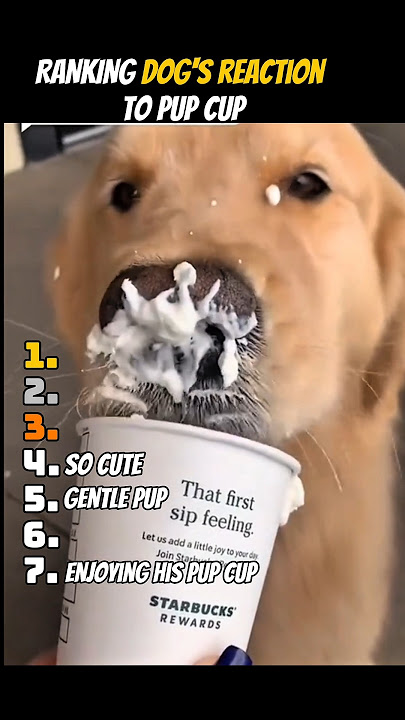 Download lagu RANKING DOG'S REACTION TO PUP CUP PART 2 #shorts #pupcup