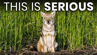 Scientists Tested 192 Pennsylvania Coyotes — And Their DNA Changed What We Know About Them