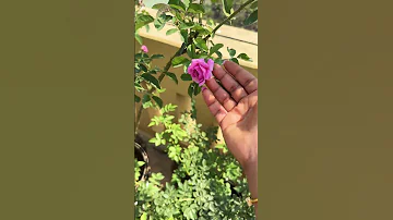 Full Of Roses Feeling Happy To See The Flowers Music Freshrose Youtubeshorts Nature Youtube 