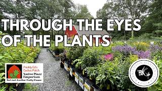 Through the Eyes of the Plants with Cindy Larson Moura