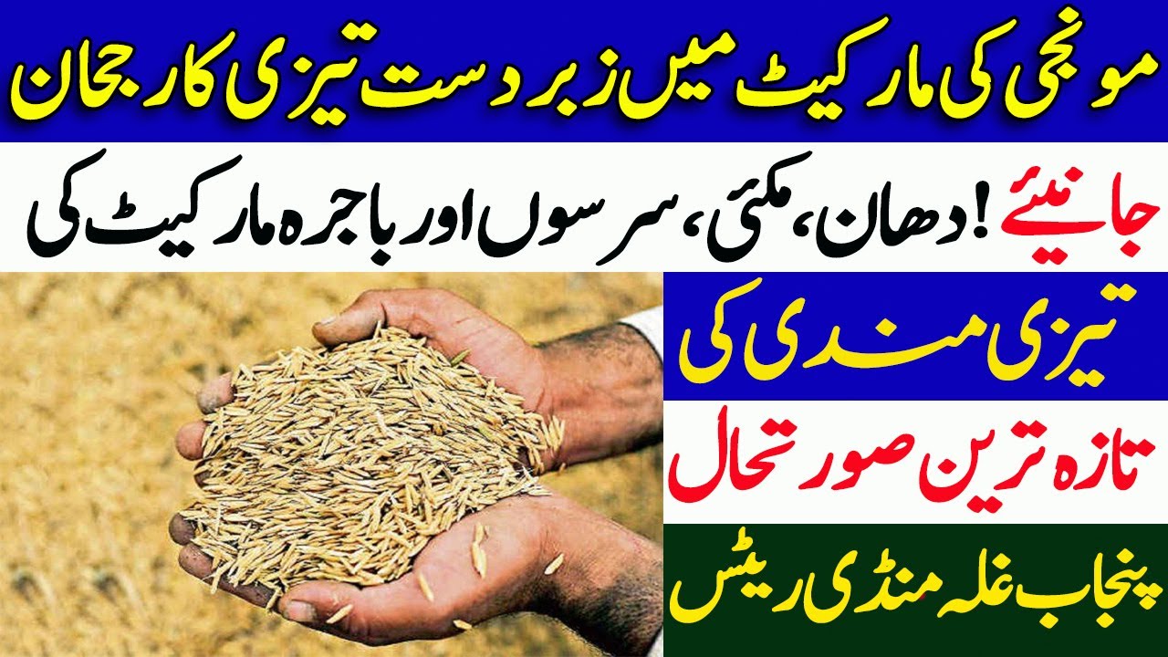 dhan-ka-rate-2023-monji-makki-rate-today-1121-1509-dhan-price