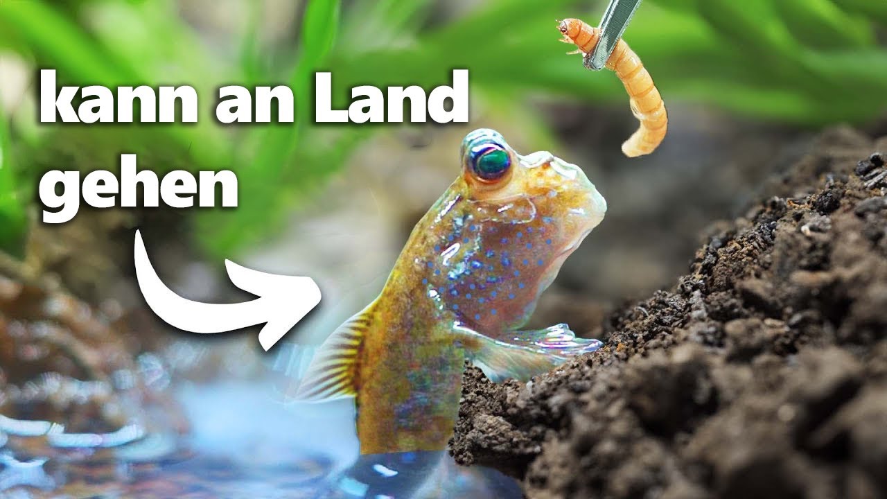 Ich Habe Einen Laufenden Fisch Als Haustier (wirklich)