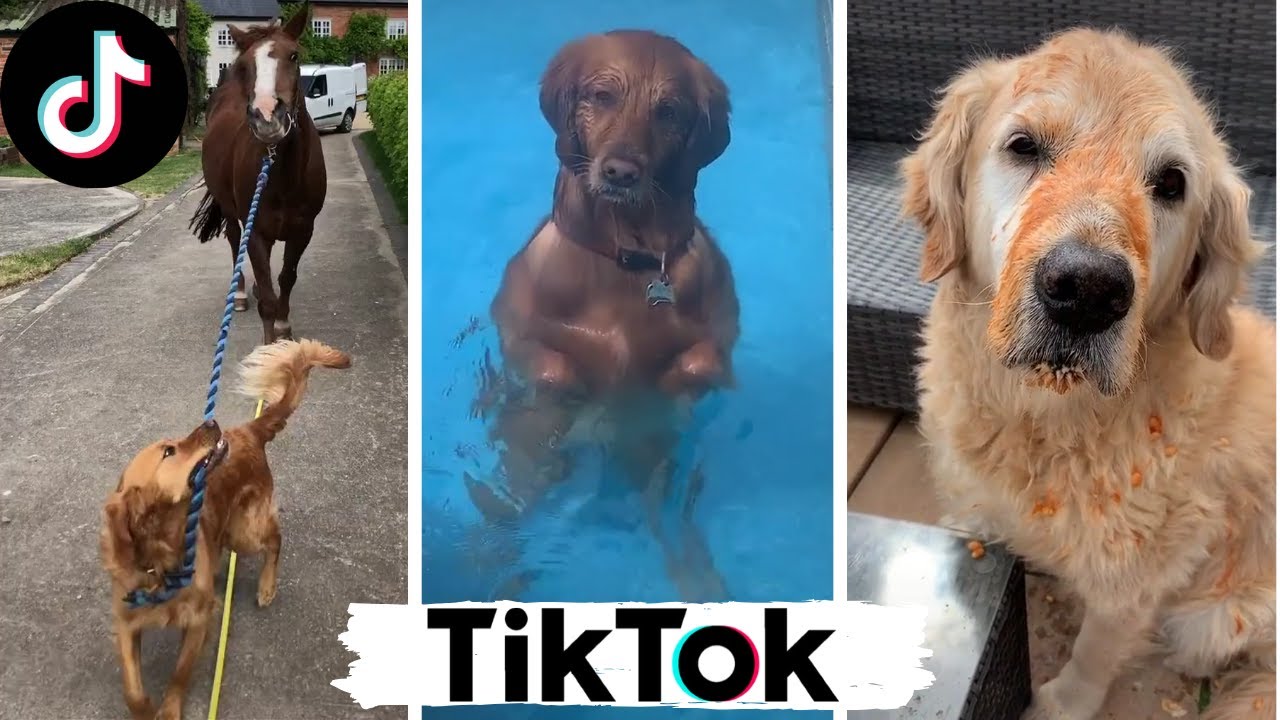 ⁣Funny Dogs of TikTok Compilation ~ Doggos Doing Funny Things TIK TOK ~ 2020