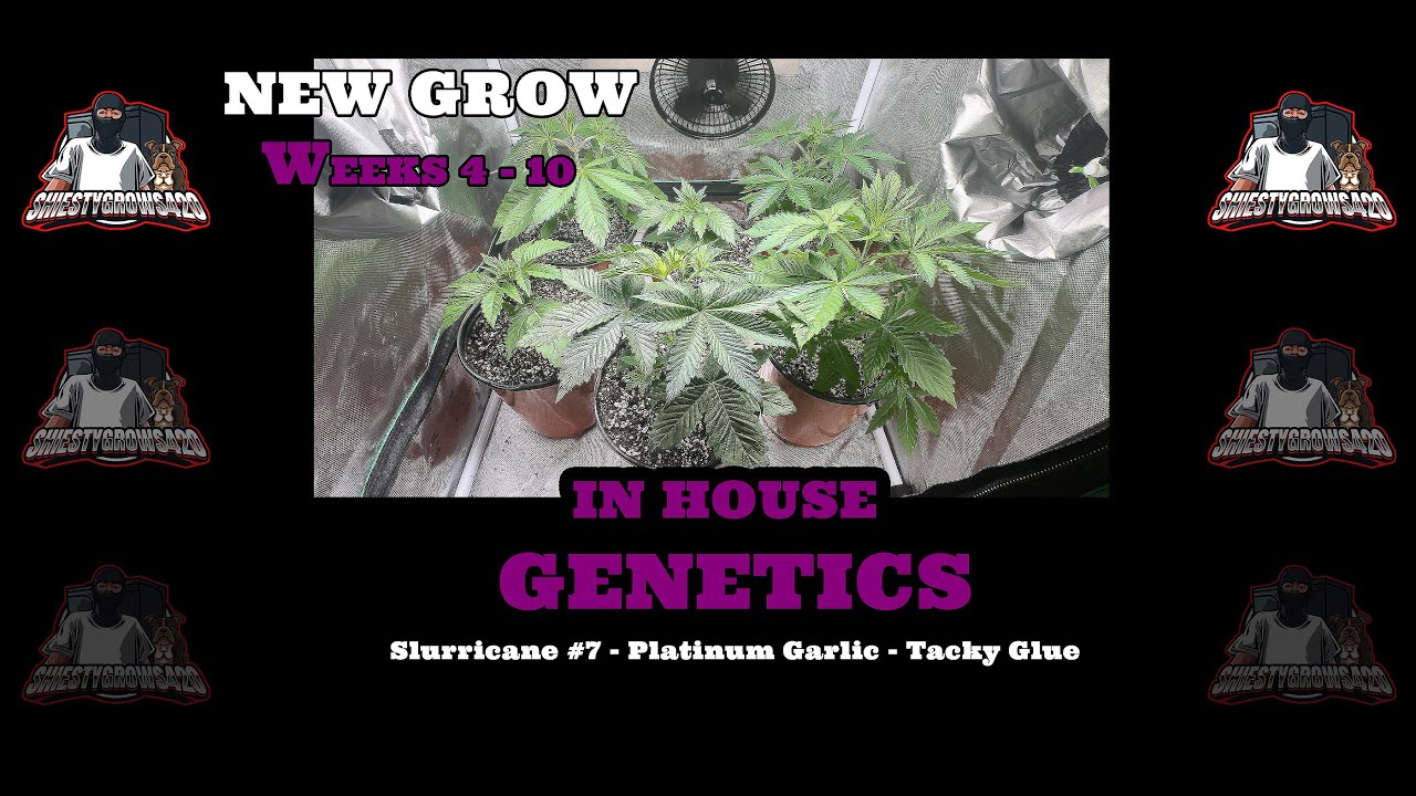 New Grow - In House Genetics - Slurricane#7 - Platinum Garlic - Tacky Glue - Weeks 4 - 10