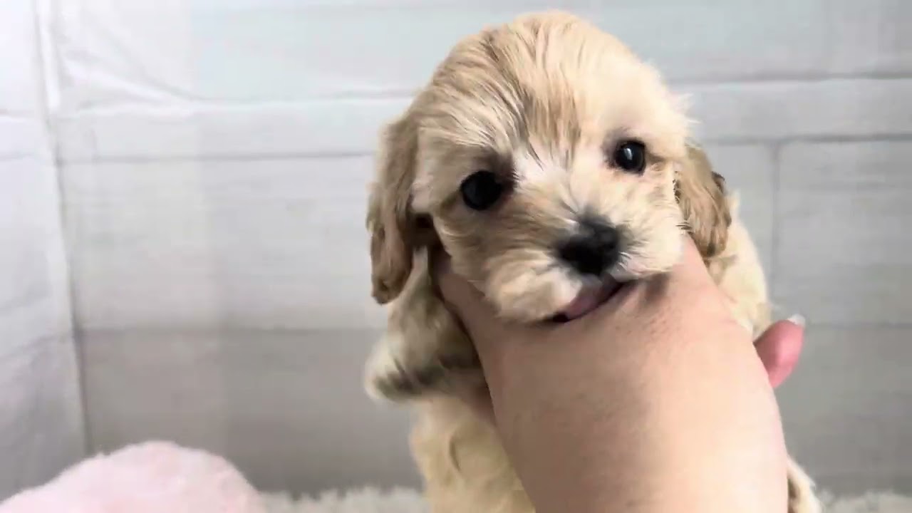 モラージュ佐賀ｰ7066 MIX(トイプードル×マルチーズ) | 【公式】ペッツ