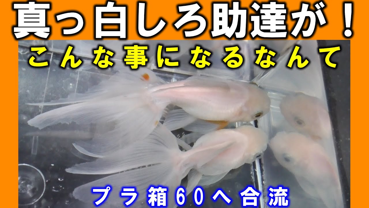 金魚】オランダ獅子頭～真っ白しろ助達をプラ箱60へ移動します - YouTube