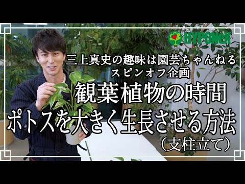 🍀11: How to grow a pothos (support training) Masashi Mikami's