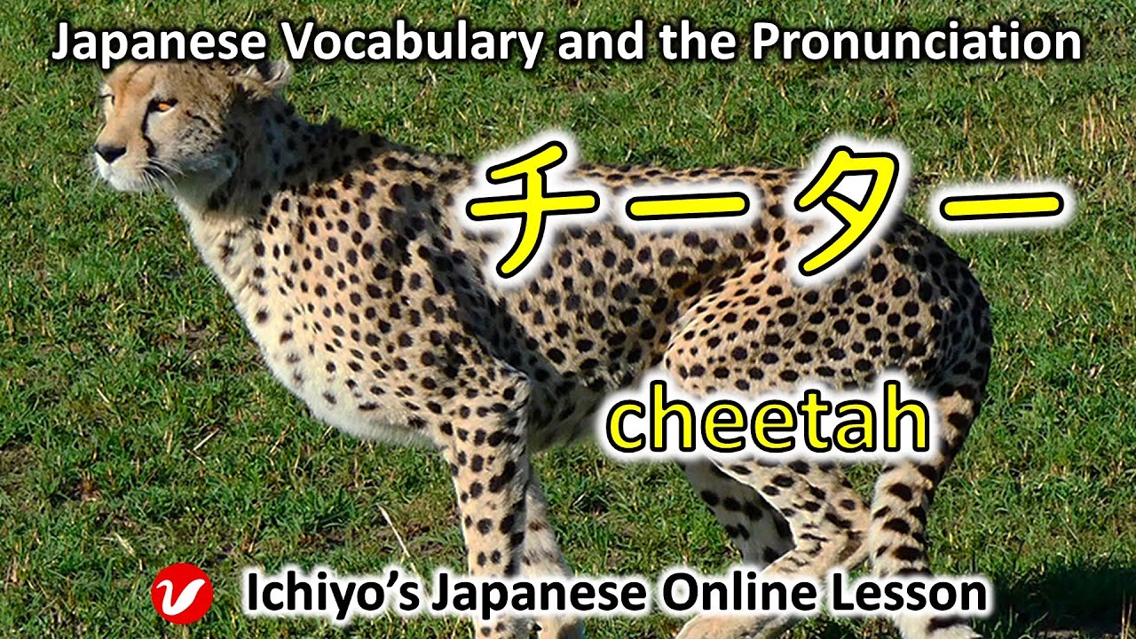 チーター (chītā) | cheetah | Japanese Vocabulary and the