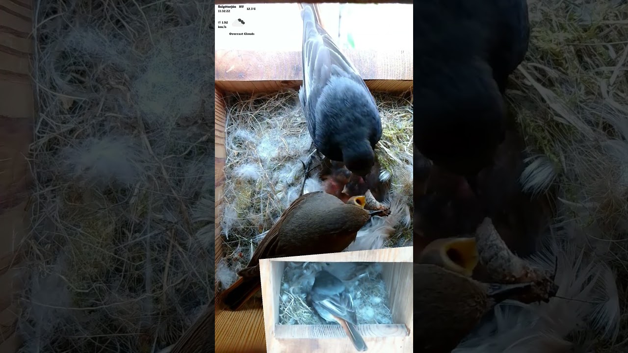 Black Redstart Parents Begin Feeding the Chicks – First Days of Life 🐣🍽️