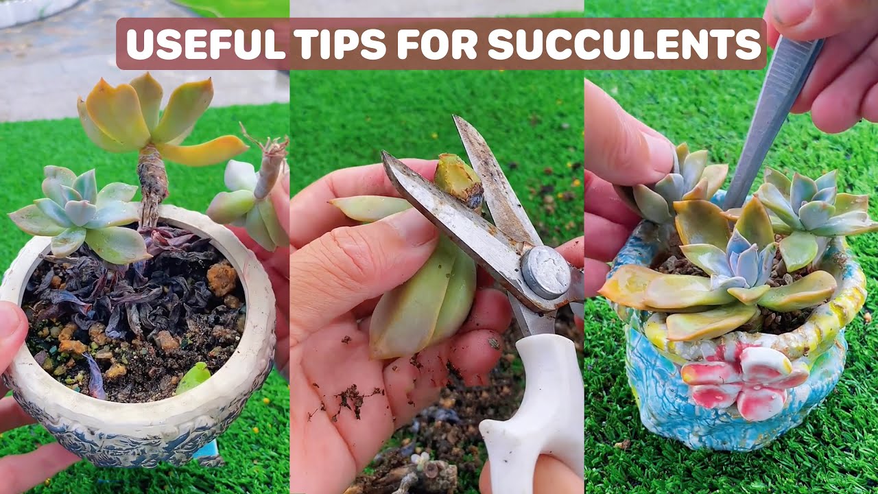 6 Useful Tips For Your Succulents | 6 Mẹo chăm sóc sen... - youtube