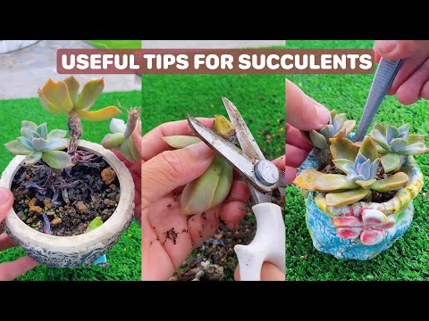 Video 6 Useful Tips For Your Succulents | 6 Mẹo chăm sóc sen... - youtube