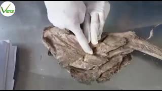 Anatomy Of Forelimb Of Dog