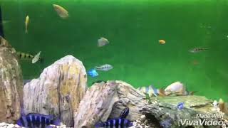Tank mates- Prontoza ‘ Electric’pbass’botia & .......