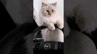 Choupette, La Gata Heredera