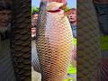 Wow! Amazing Polo Fishing Videos ! Best Big Fish Catching🐟Primitive fishing #fish #shorts #india