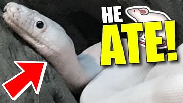 MY GIANT WHITE SNAKE (Casper) FINALLY ATE!! FEEDING ALL MY PET REPTILES!! | BRIAN BARCZYK