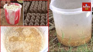 Eggshell And Vinegar Fertilizer Making | Natural Fertilizers | hmtv Agri