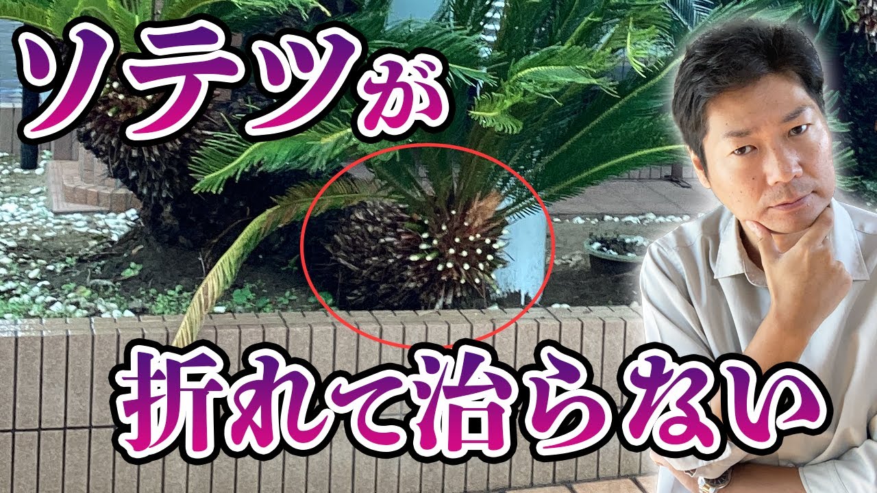 折れたソテツが戻らない【庭師が解説】 - YouTube