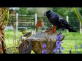 рџ ґ CAT TV 24 7 NO ADS рџ ЉпёЏ Birds Squirrels Feast On A Garden Ornament рџђїпёЏ Squirrel For Cats To Watc рџ ґ CAT TV 24 7 NO ADS рџ ЉпёЏ Birds Squirrels Feast On A Garden Ornament рџђїпёЏ Squirrel For Cats To Watc