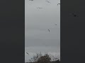Sooooo many seagulls flying 🐦🤗