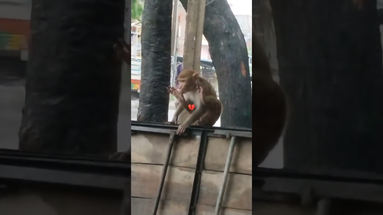 broken heart monkey 💔