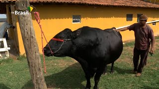 WAGYU | A carne mais nobre do mundo!